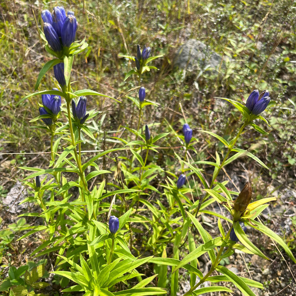 
                  
                    Seeds - Bottle Gentian
                  
                