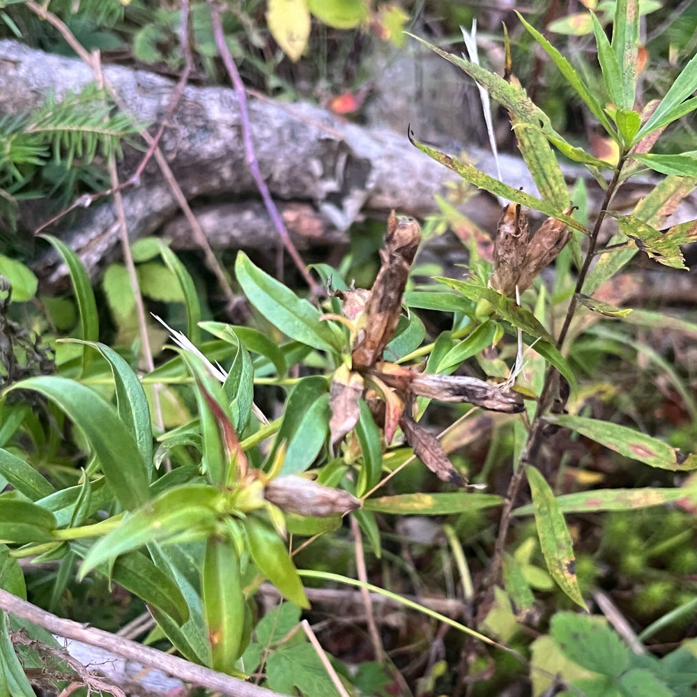 
                  
                    Seeds - Bottle Gentian
                  
                