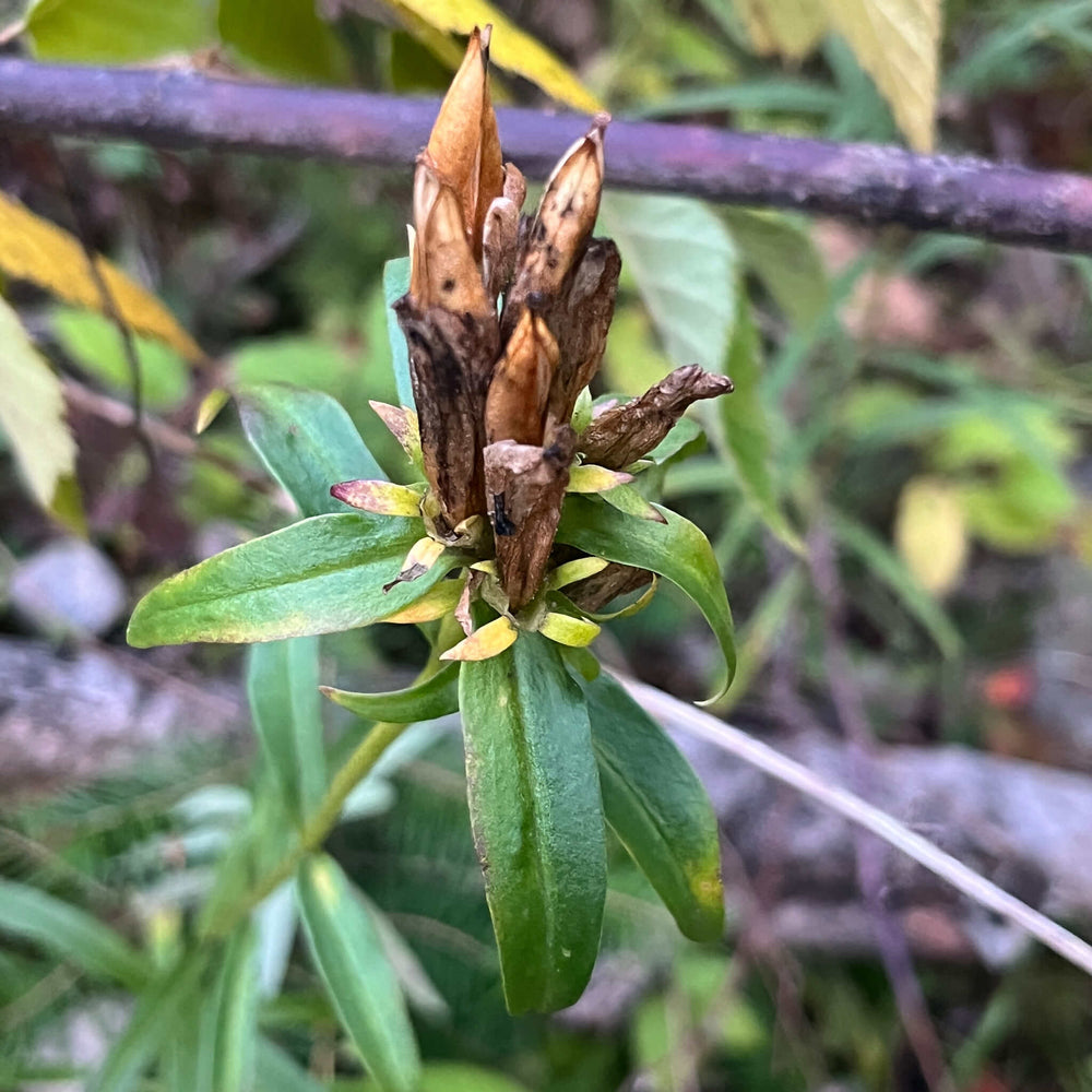 
                  
                    Seeds - Bottle Gentian
                  
                