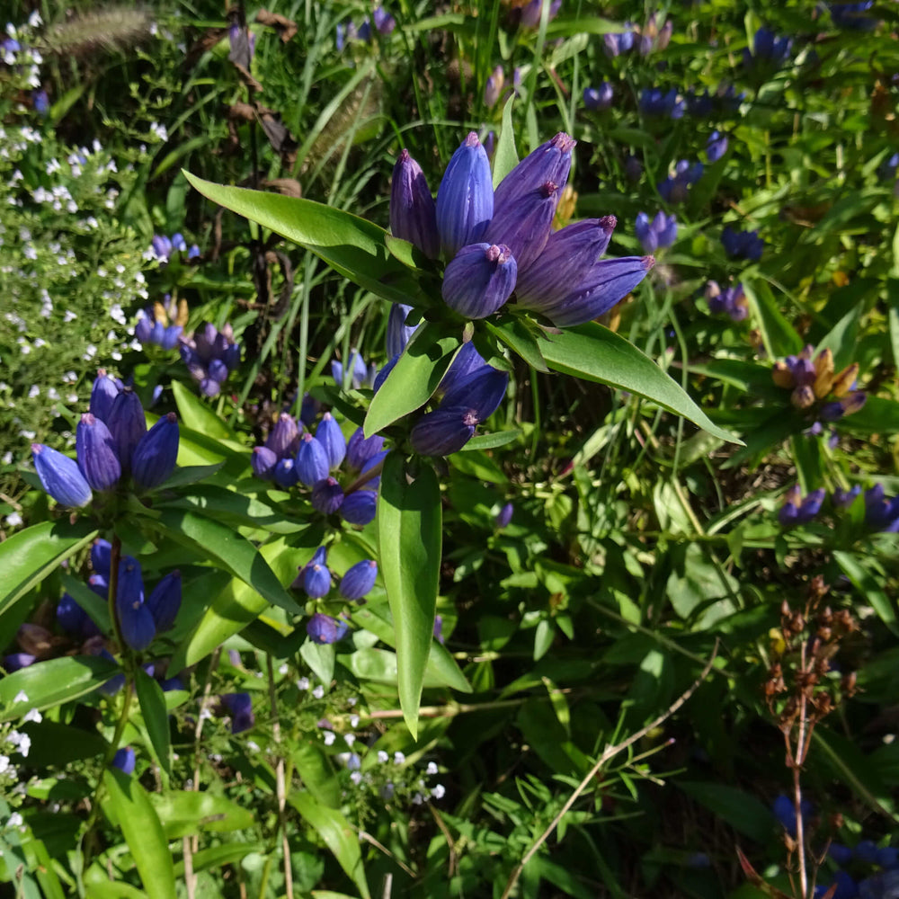 Seeds - Bottle Gentian