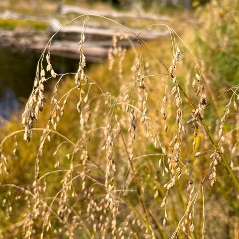 Glycérie du Canada - Glyceria canadensis