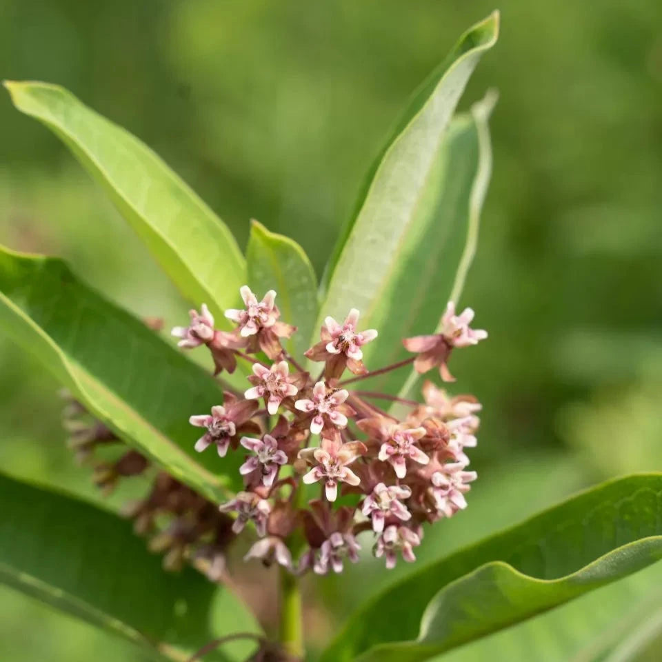 
                  
                    Wild Grocery - Marinated Milkweed Pods
                  
                