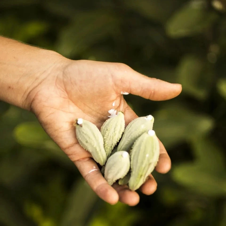 
                  
                    Wild Grocery - Marinated Milkweed Pods
                  
                