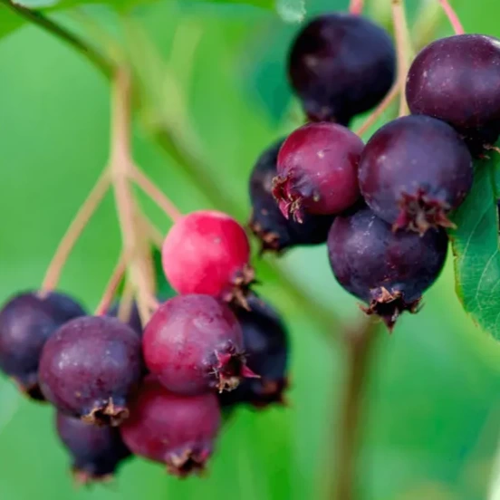 
                  
                    Wild Grocery - Saskatoon Berry Jam
                  
                