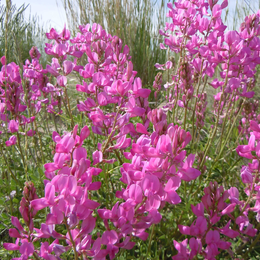 Semences - Sainfoin Boréal