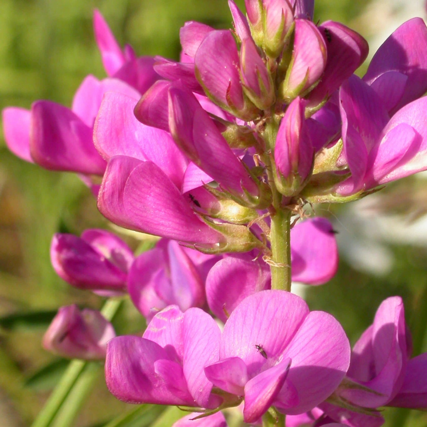 
                  
                    Semences - Sainfoin Boréal
                  
                