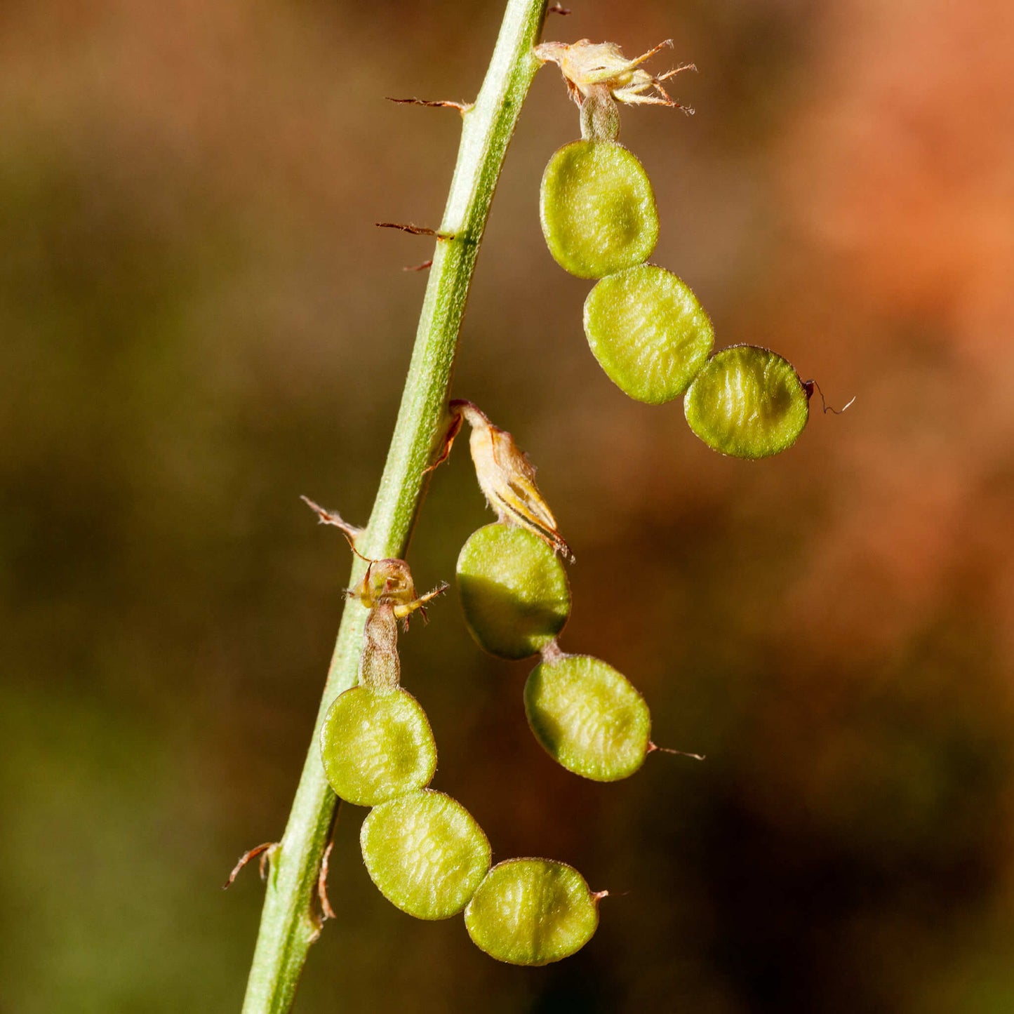 
                  
                    Semences - Sainfoin Boréal
                  
                