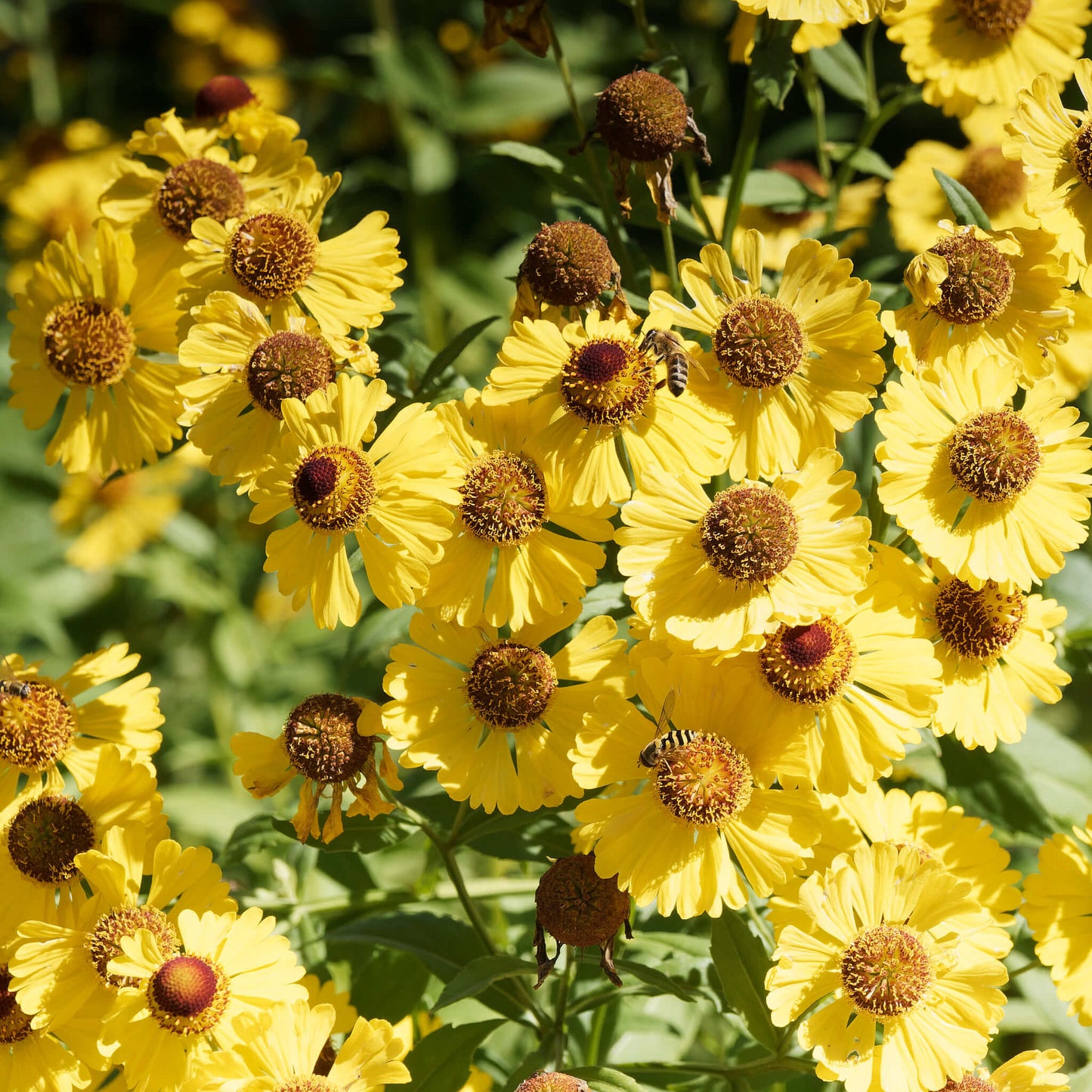 
                  
                    Semences - Hélénie automnale
                  
                