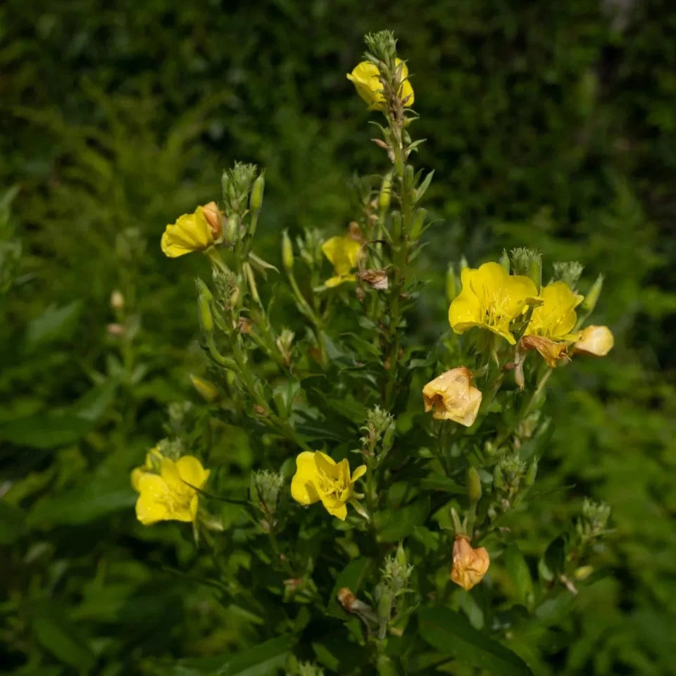 
                  
                    Wild Grocery - Wild Salted Herbs
                  
                