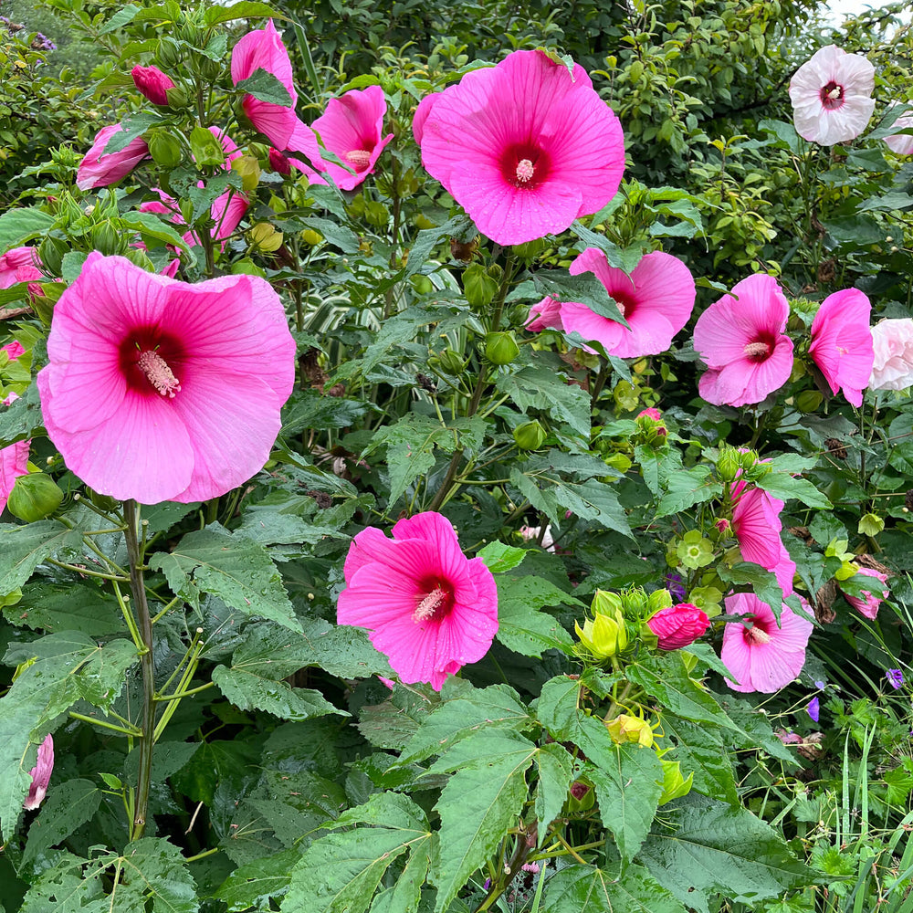 Swamp Rose-mallow Seeds - Hibiscus moscheutos