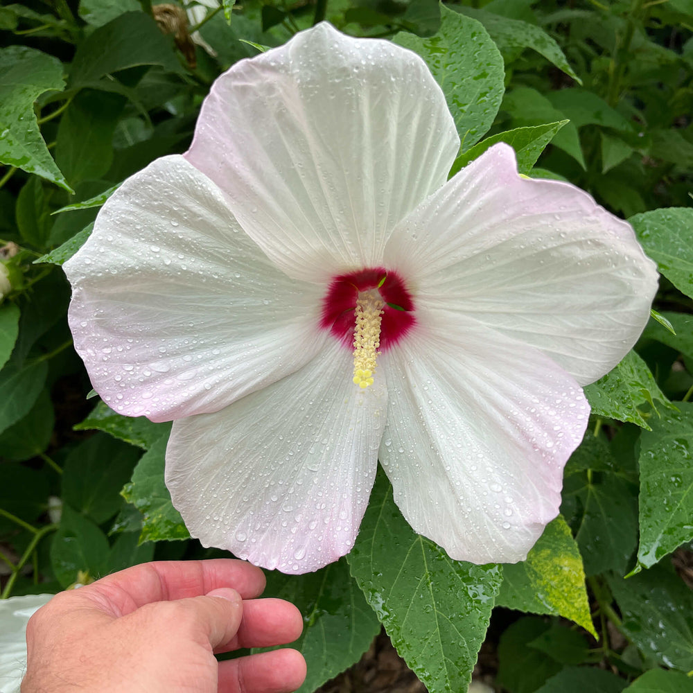 Semences - Hibiscus vivace (Ketmie des marais)