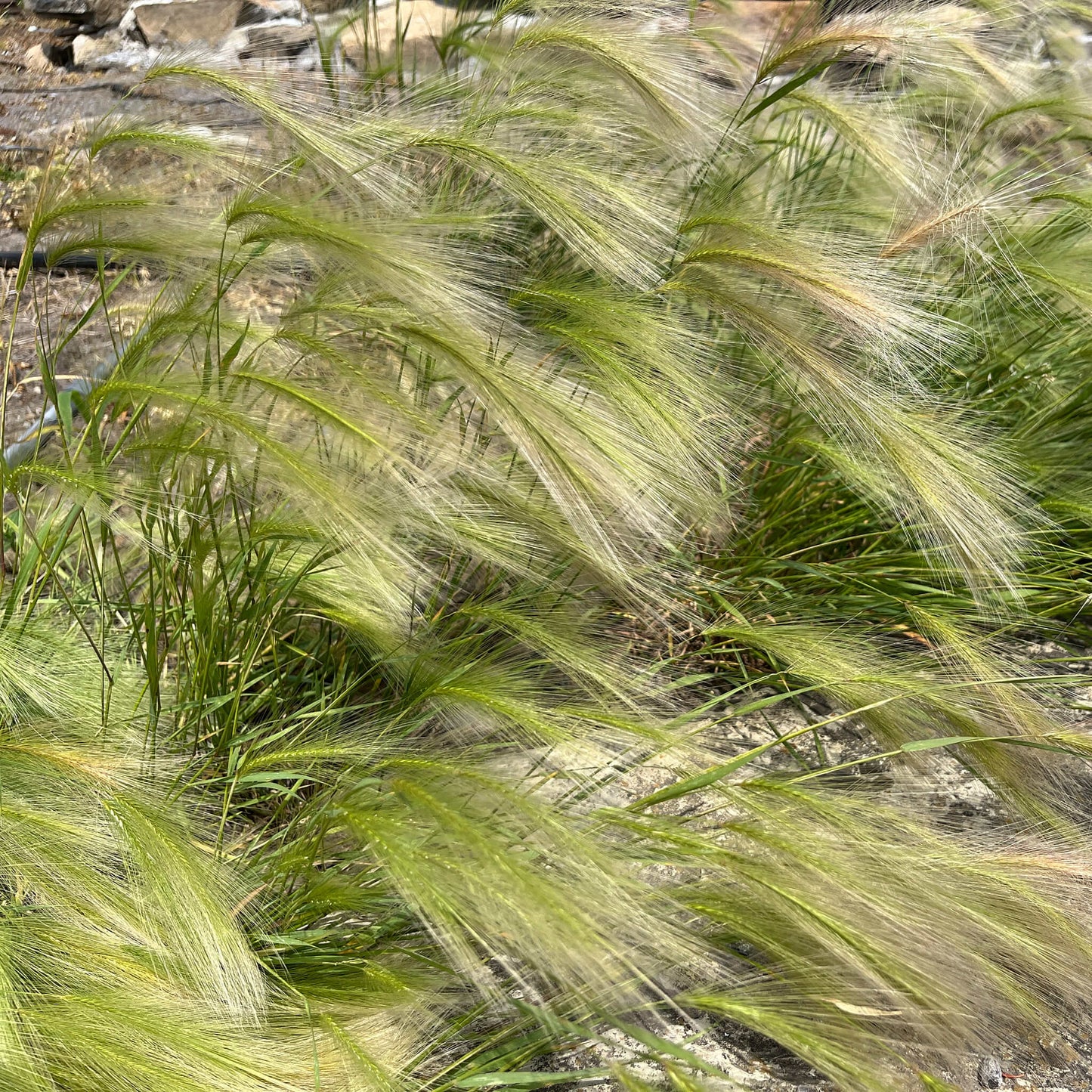 
                  
                    Seeds - Foxtail Barley
                  
                