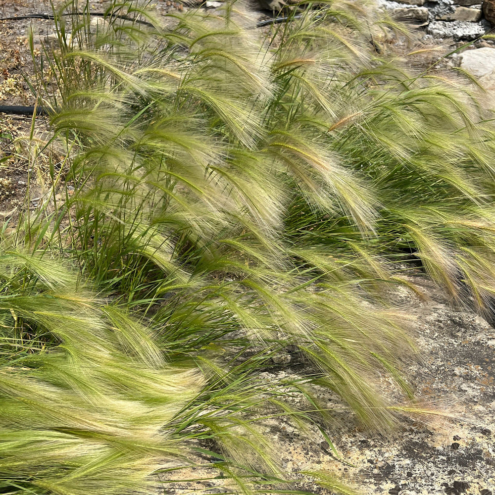 Seeds - Foxtail Barley