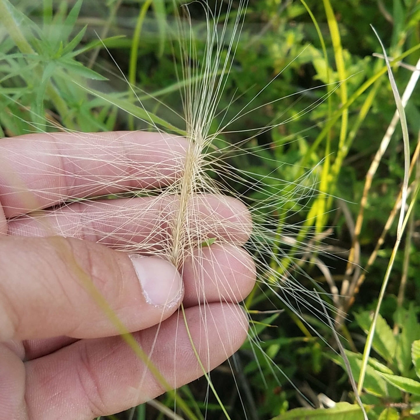 
                  
                    Semences - Orge agréable
                  
                