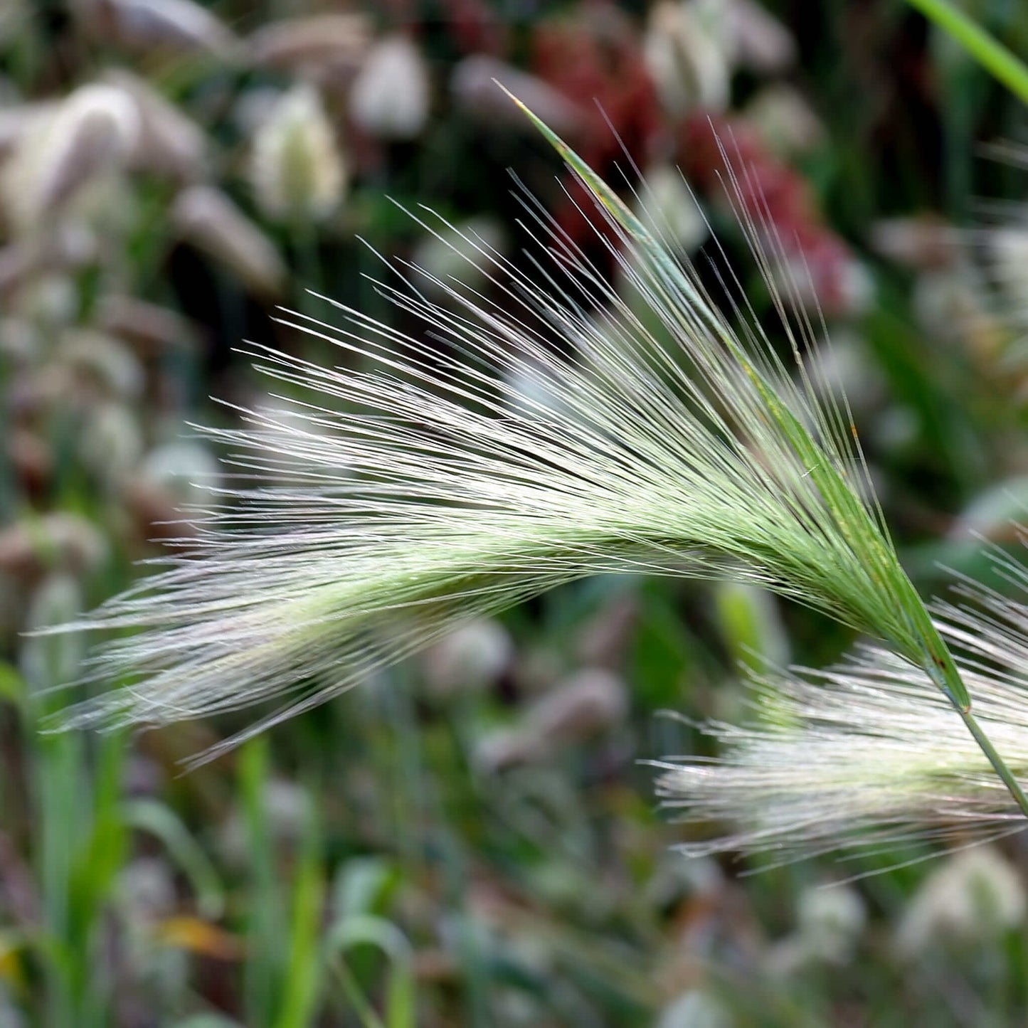
                  
                    Semences - Orge agréable
                  
                