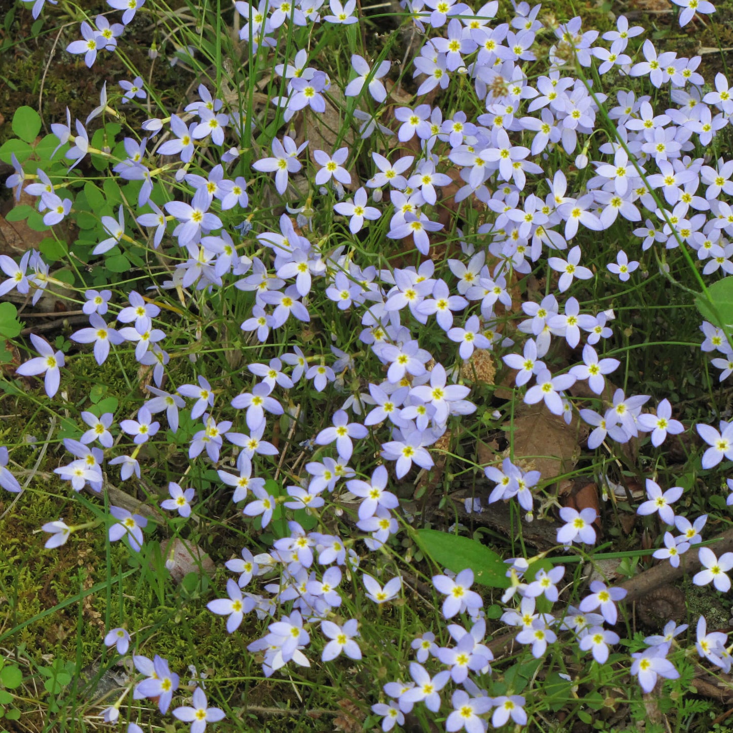 
                  
                    Seeds - Azure Bluets
                  
                