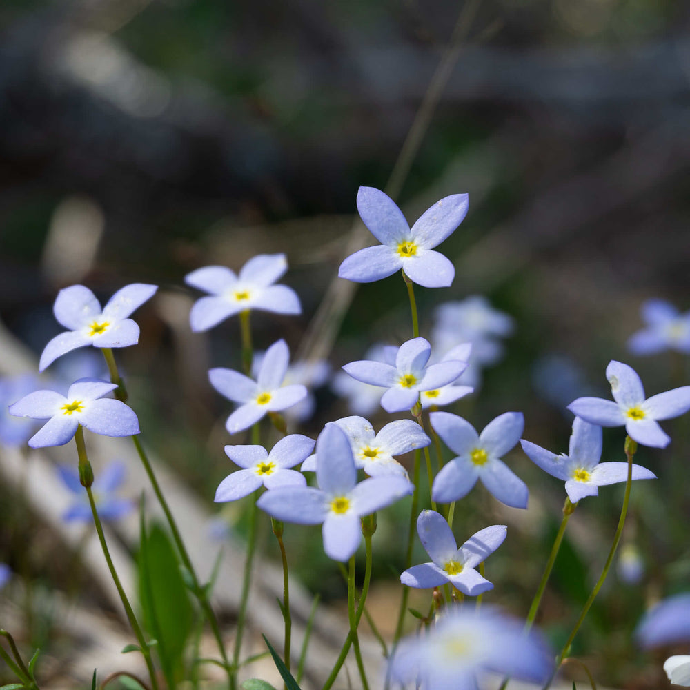 bluets flower seeds Azure Bluets Seeds