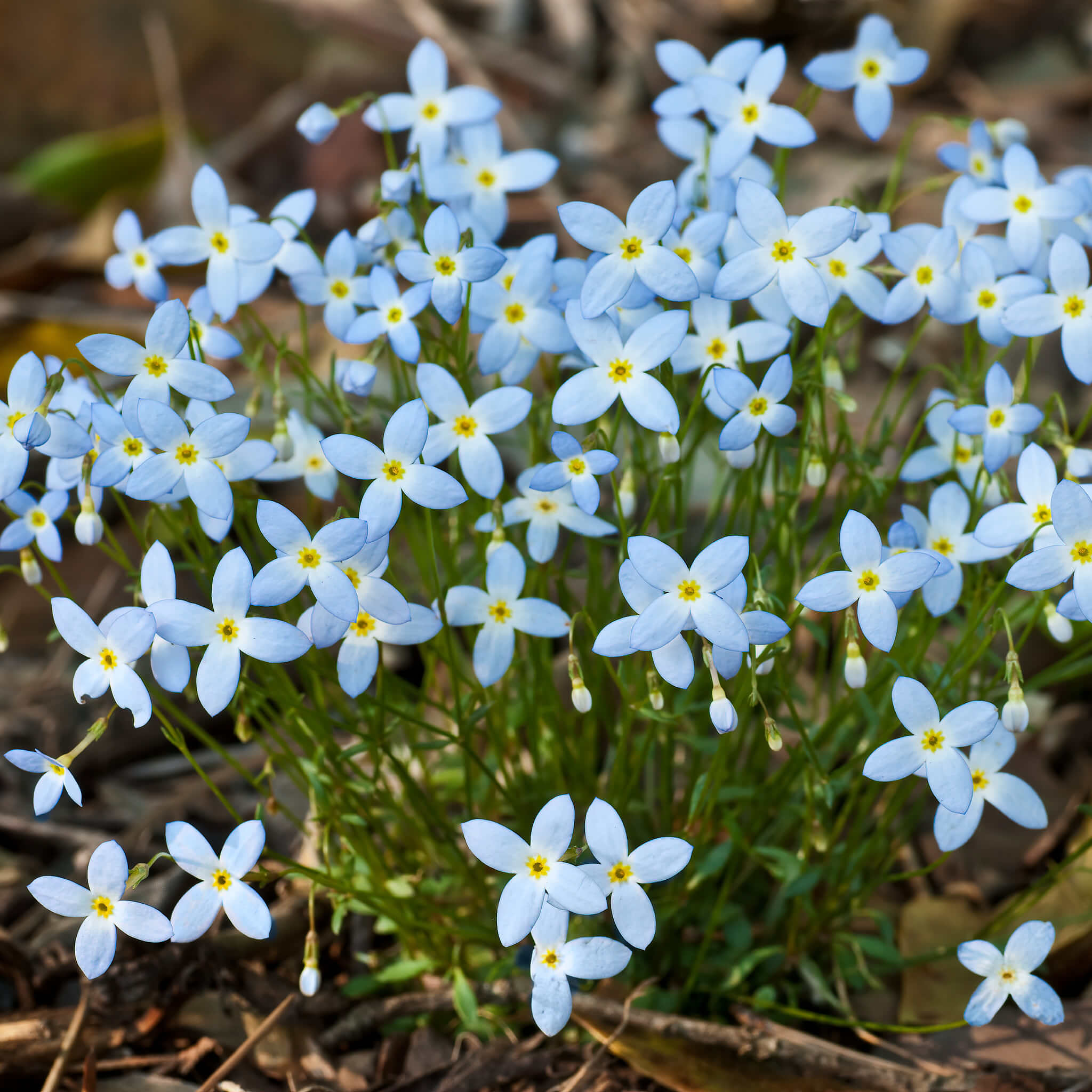 bluets flower seeds Azure Bluets Seeds