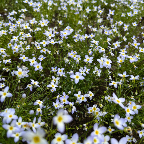 Semences - Houstonie bleue