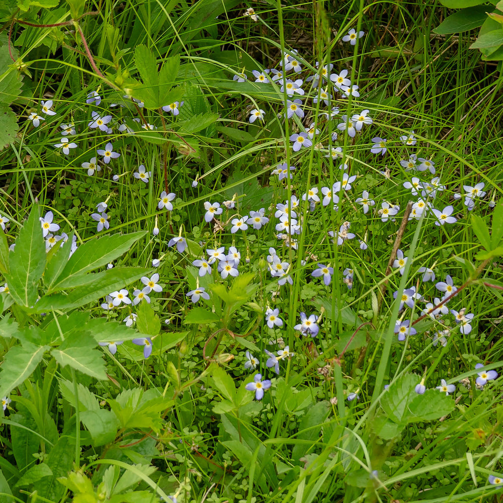 bluets flower seeds Azure Bluets Seeds