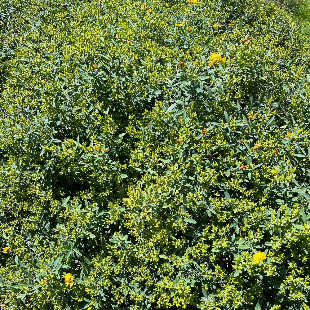 
                  
                    Seeds - Shrubby St. John’s Wort
                  
                