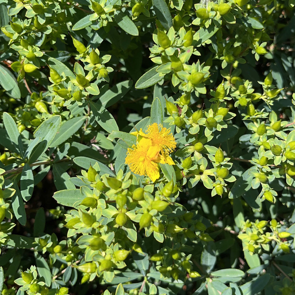 
                  
                    Seeds - Shrubby St. John’s Wort
                  
                