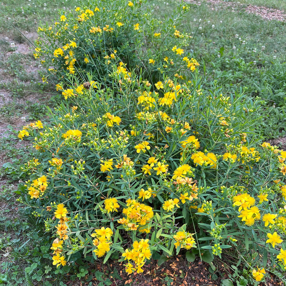 
                  
                    Seeds - Shrubby St. John’s Wort
                  
                