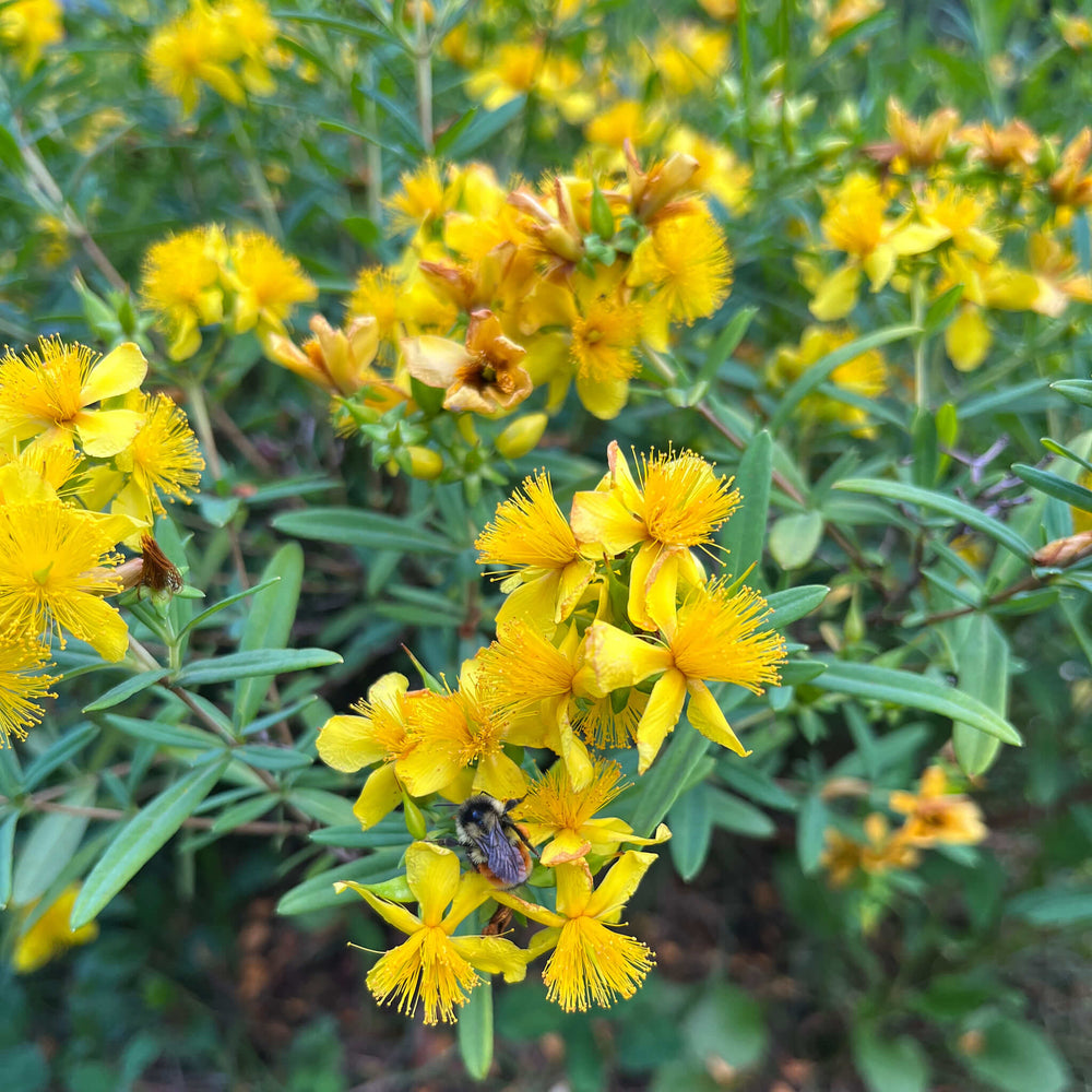 Seeds - Shrubby St. John’s Wort