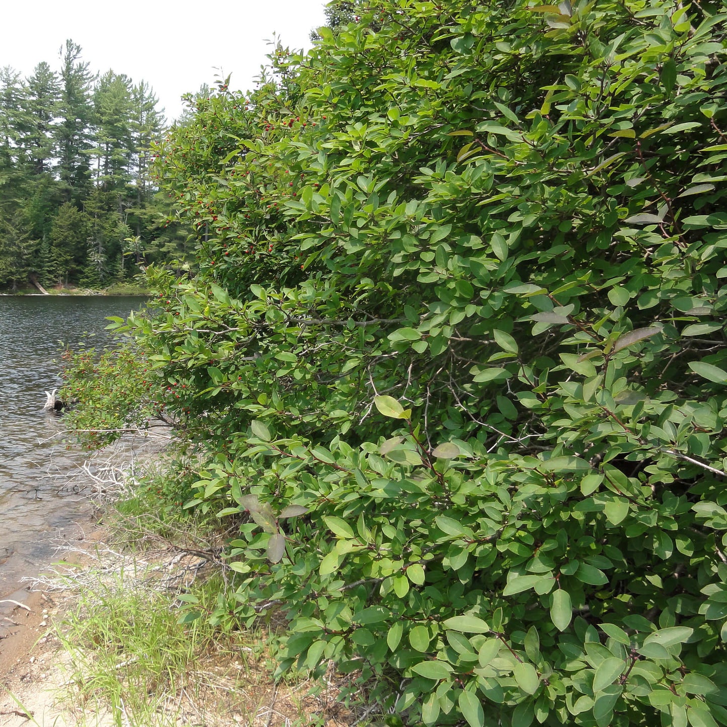 
                  
                    Semences - Némopanthe mucroné (Faux houx)
                  
                