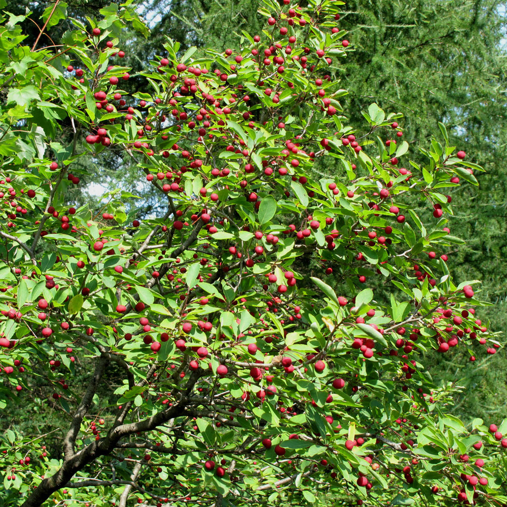
                  
                    Semences - Némopanthe mucroné (Faux houx)
                  
                