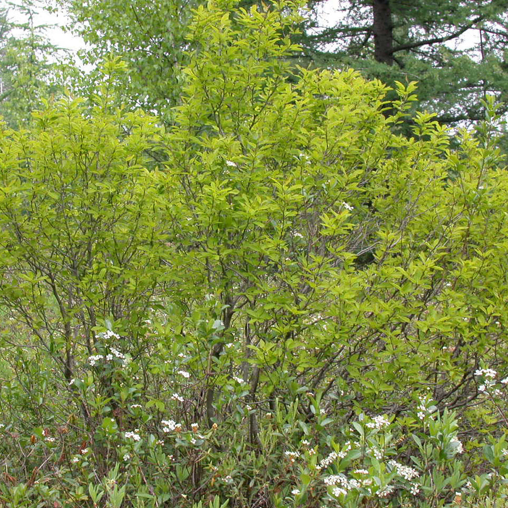 
                  
                    Semences - Némopanthe mucroné (Faux houx)
                  
                