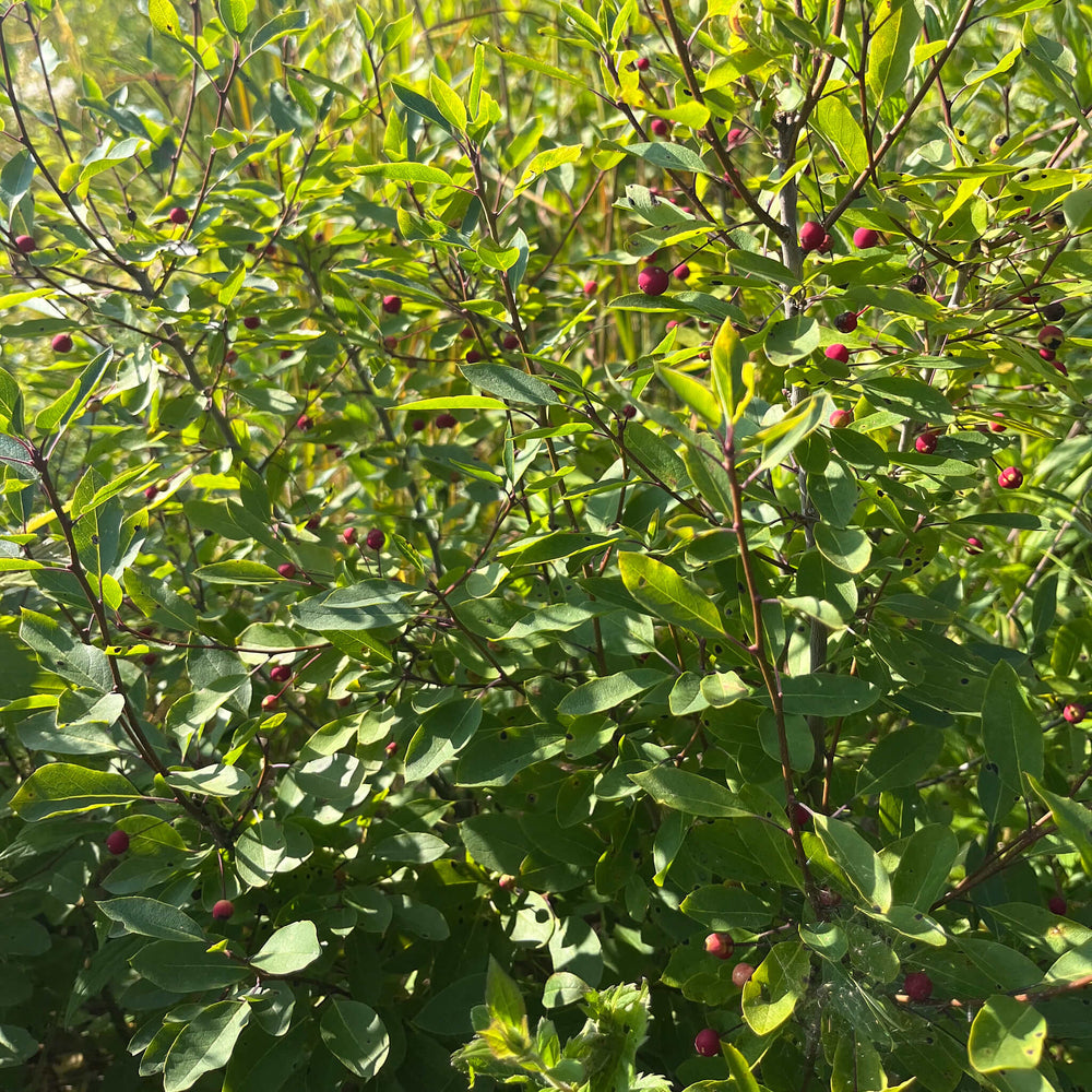 
                  
                    Seeds - Mountain holly (Catberry)
                  
                