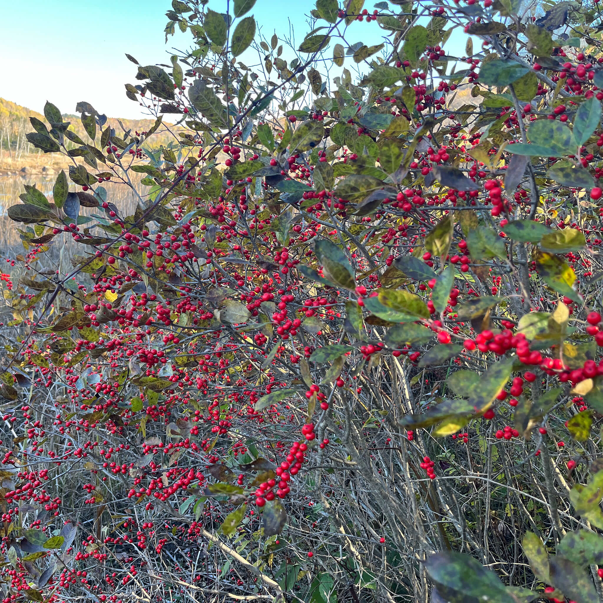 PepperBerry Common Winterberry Seeds - Ilex verticillata