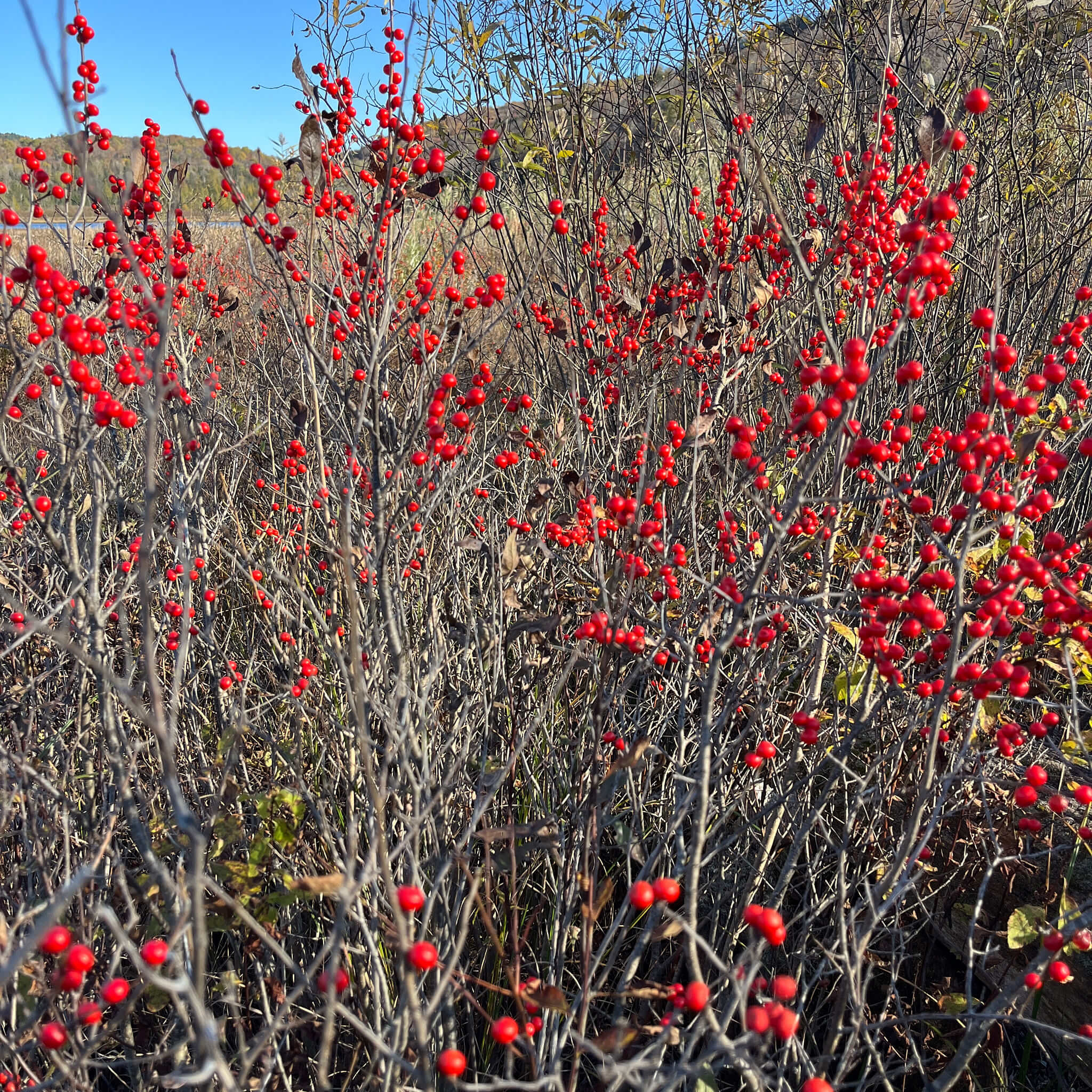 Common Winterberry Seeds - Ilex verticillata