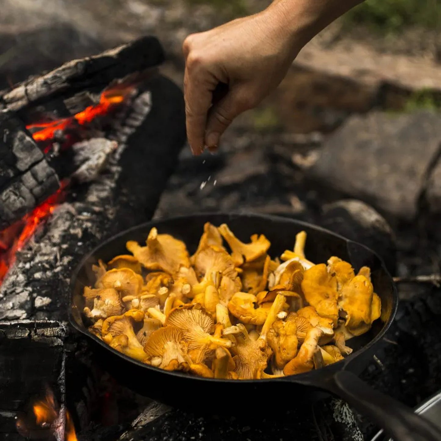 
                  
                    Wild Grocery - Quebec Dehydrated Chanterelles
                  
                