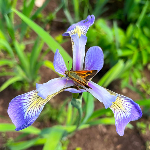 Hespérie de Peck sur iris versicolore