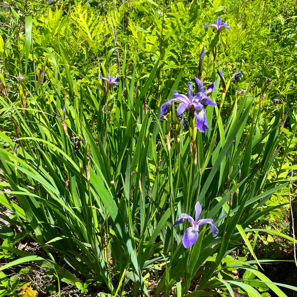 
                  
                    Iris versicolore
                  
                