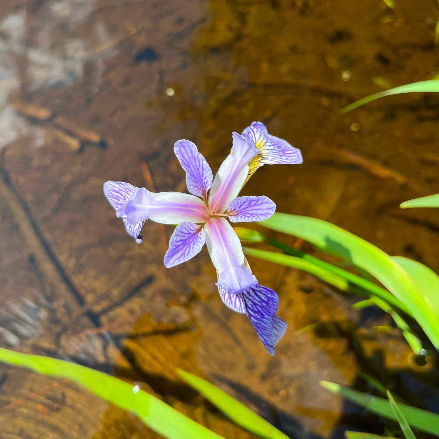 
                  
                    Fleur d'iris versicolore dans un ruisseau
                  
                