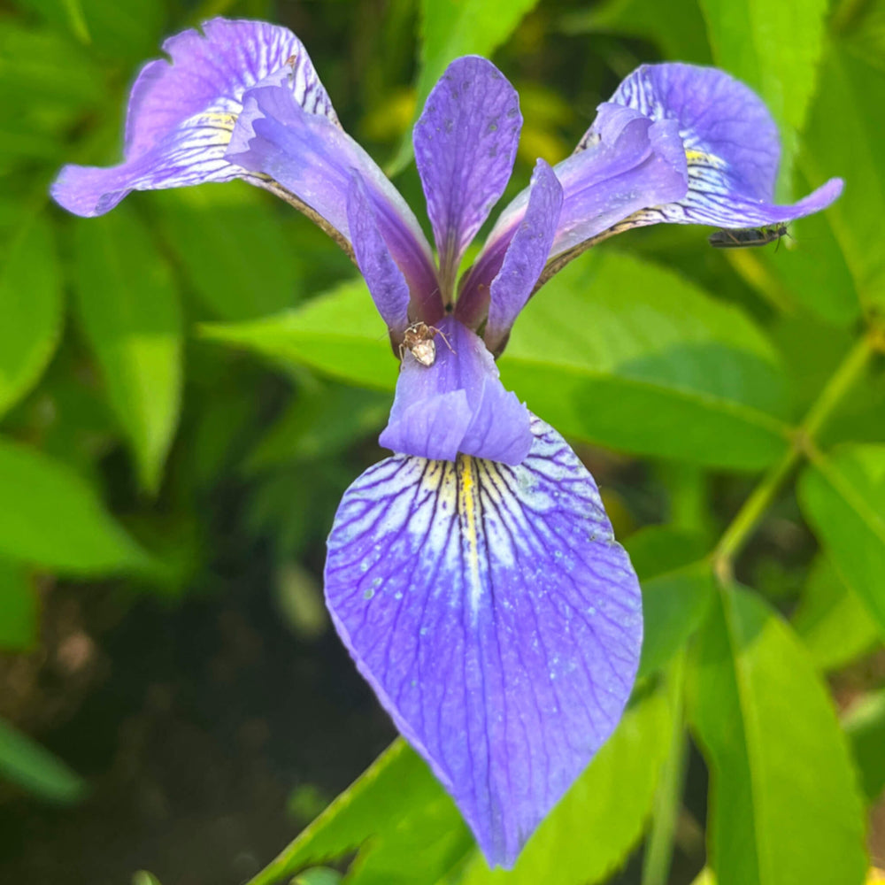 
                  
                    Iris versicolore
                  
                