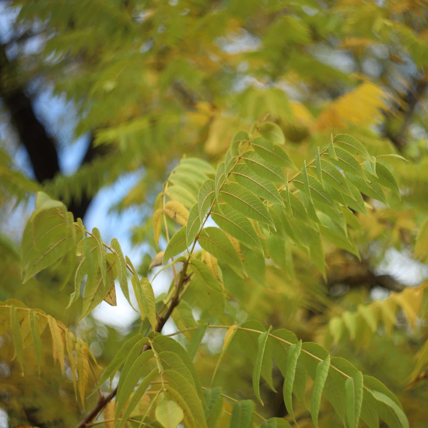 
                  
                    Semences stratifiées - Noyer noir
                  
                