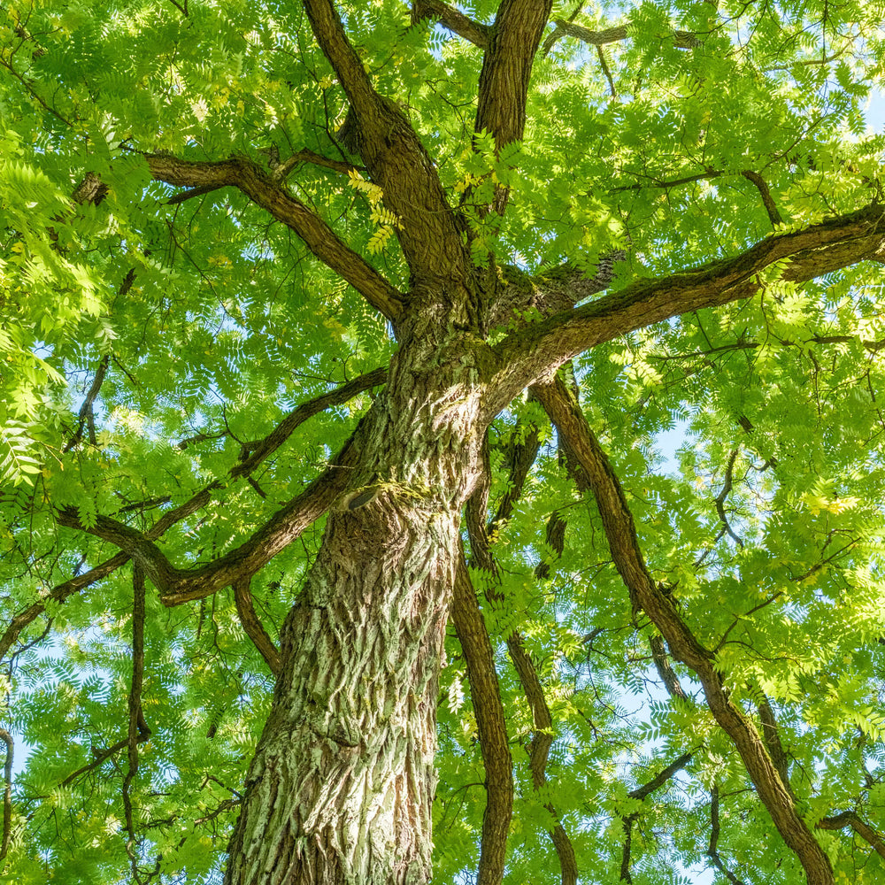 
                  
                    Semences stratifiées - Noyer noir
                  
                