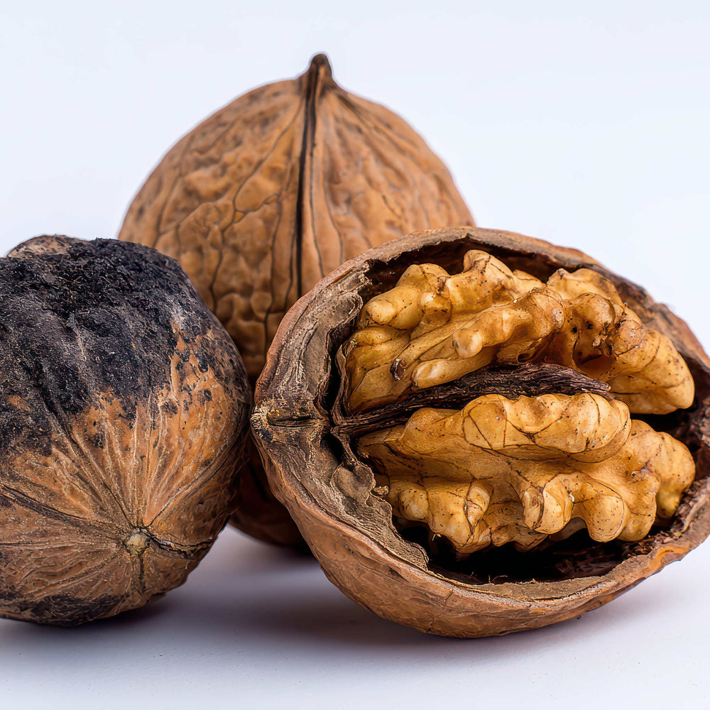 
                  
                    Semences stratifiées - Noyer noir
                  
                