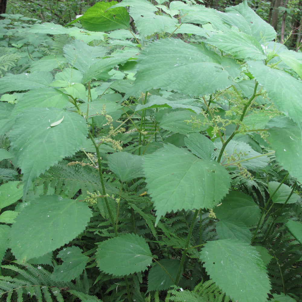 
                  
                    Semences - Laportéa du Canada (Ortie du Canada)
                  
                
