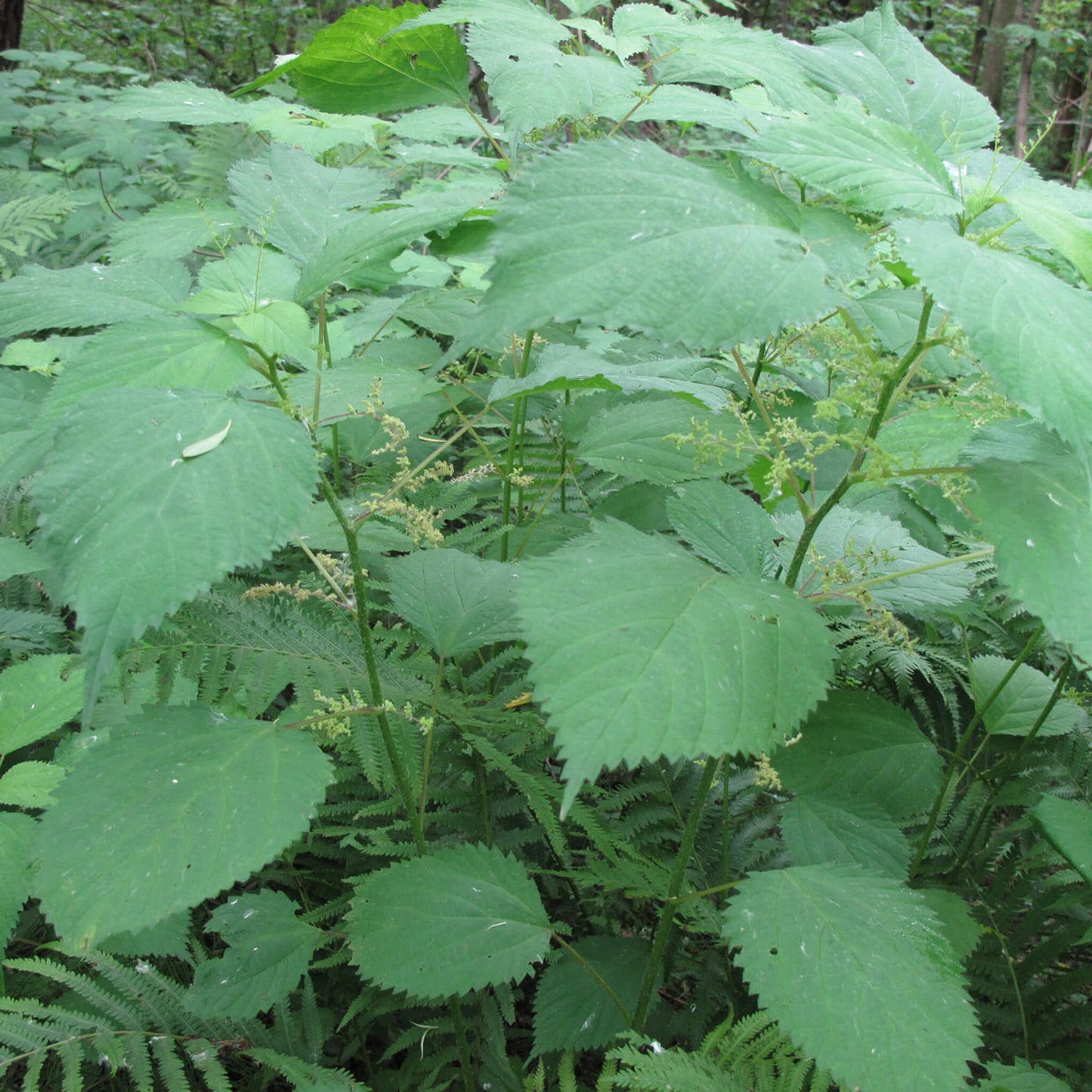
                  
                    Semences - Laportéa du Canada (Ortie du Canada)
                  
                