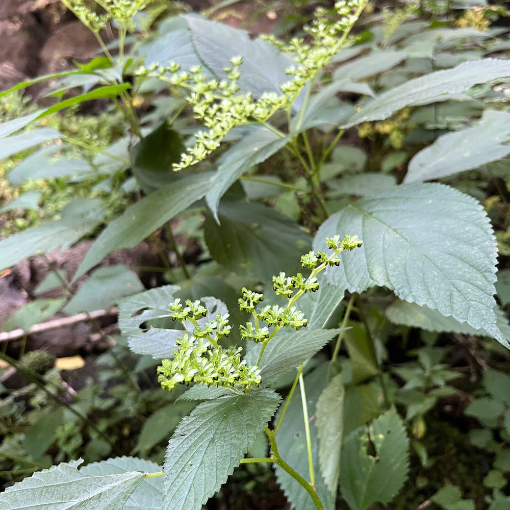 Semences - Laportéa du Canada (Ortie du Canada)