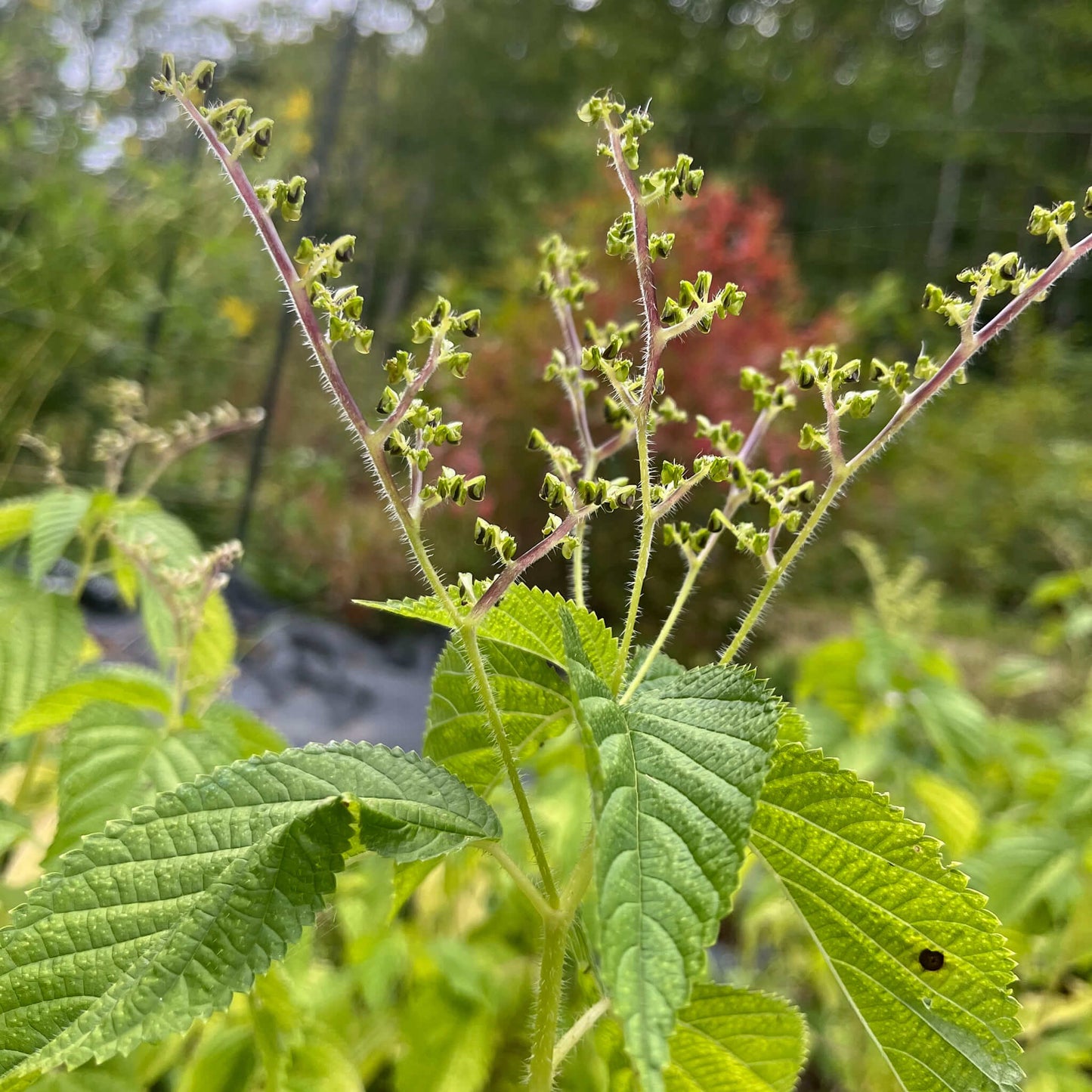 
                  
                    Semences - Laportéa du Canada (Ortie du Canada)
                  
                