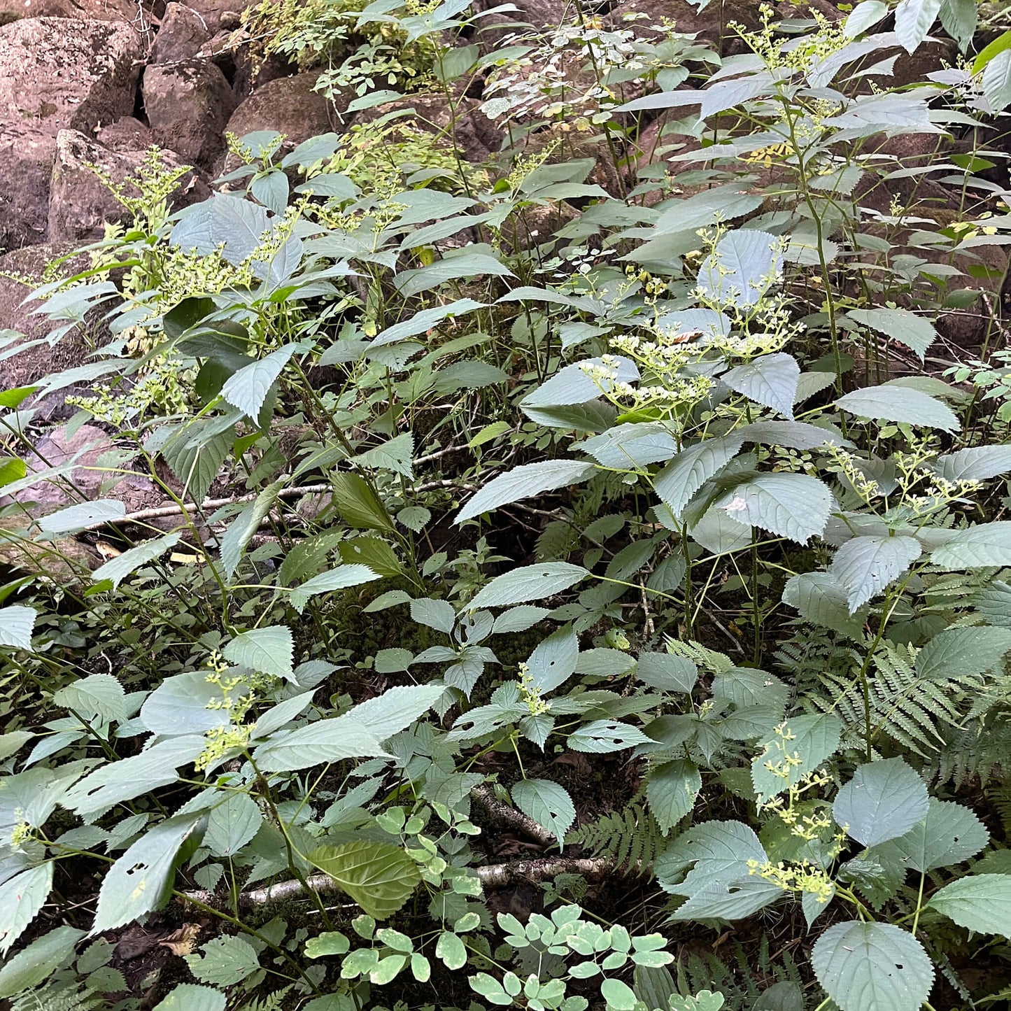 
                  
                    Semences - Laportéa du Canada (Ortie du Canada)
                  
                