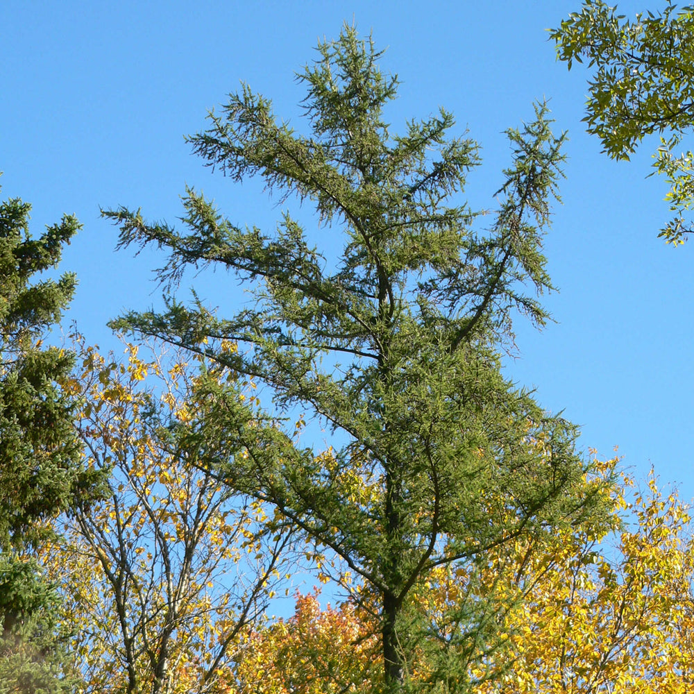 
                  
                    Semences - Mélèze laricin
                  
                