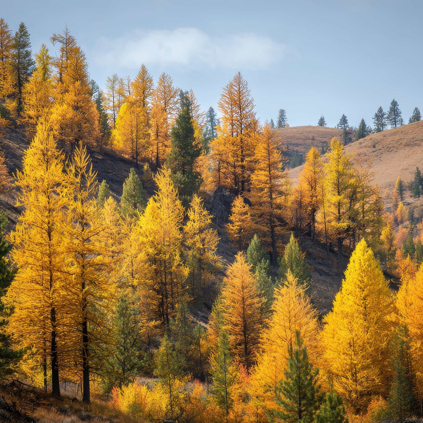 
                  
                    Semences - Mélèze laricin
                  
                