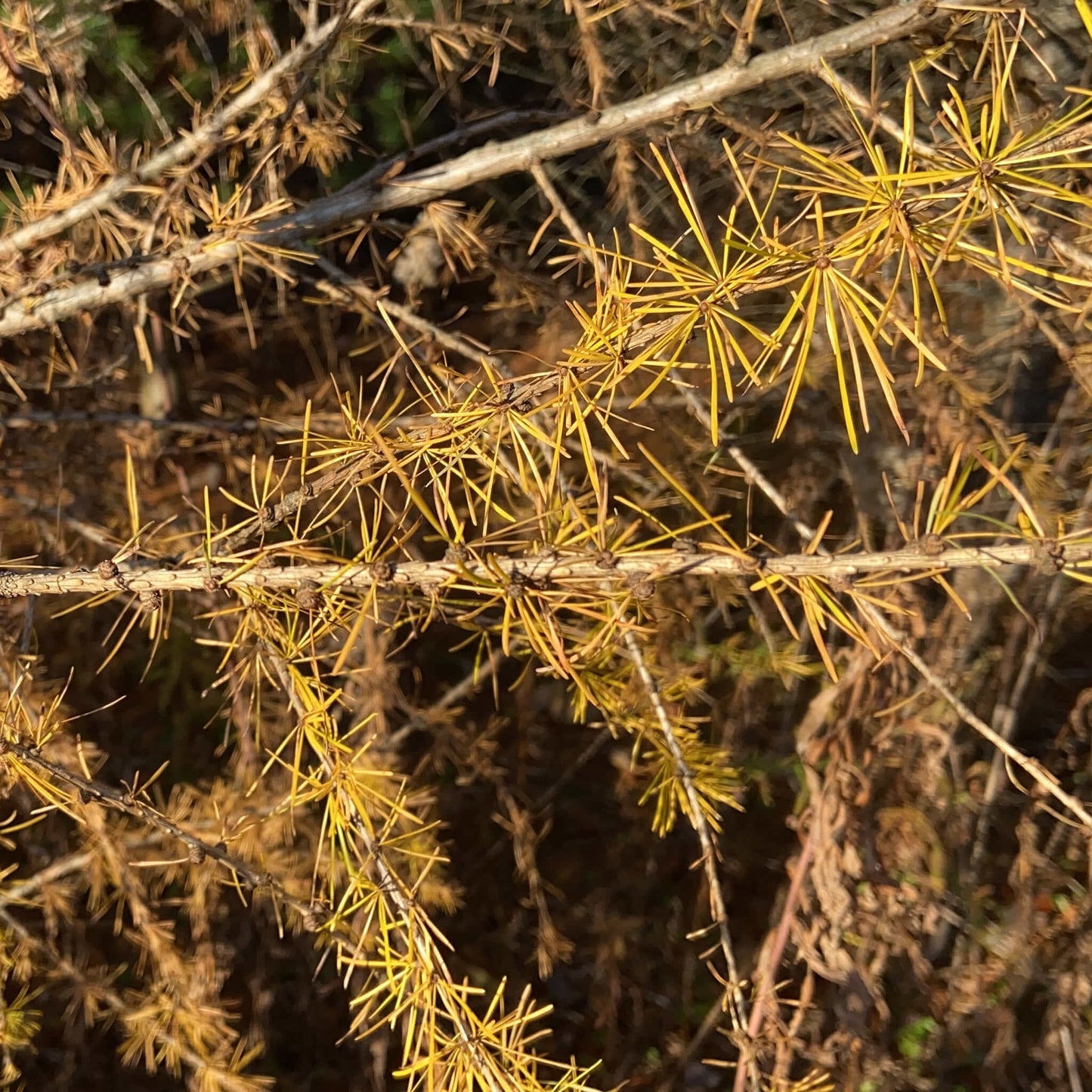 
                  
                    Semences - Mélèze laricin
                  
                